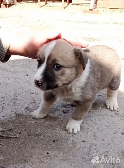 Щенок мальчик