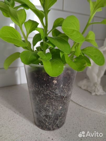 Петуния махровая Дабл Каскад Орхид Мист