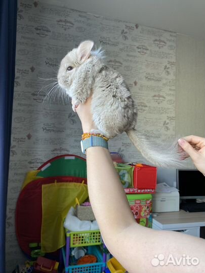 Шиншилла