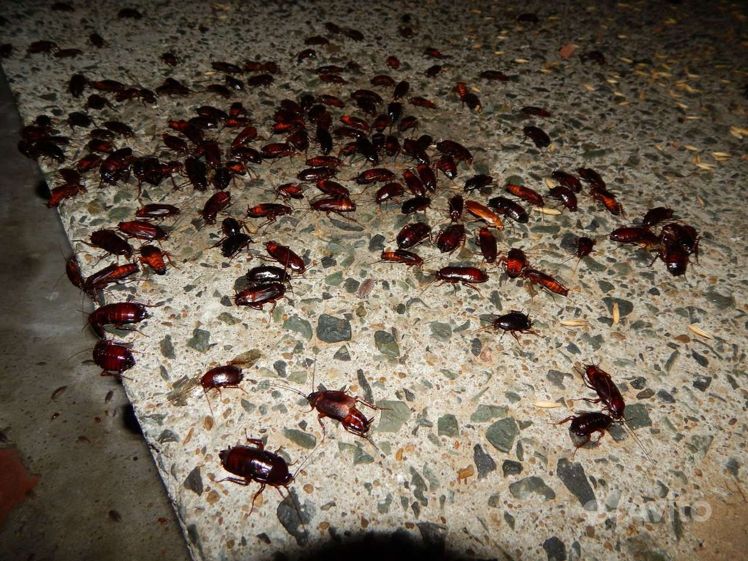 Укусы тараканов прусаков. Тараканы убивала к чему много сон. Тараканы убивала к чему много сон. Ненавижу тараканов. Тараканы в квартире.