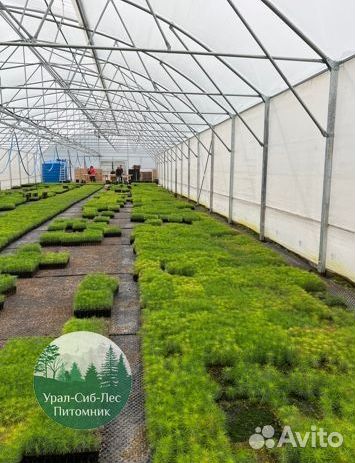 Сеянцы зкс Сосна Ель Лиственница окс Голуб Горн