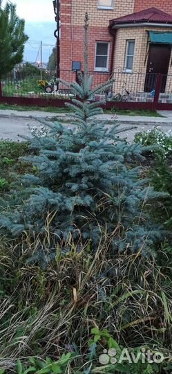 Ель сербская