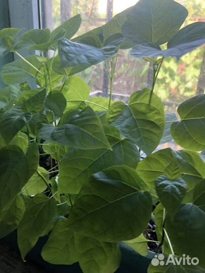 Семена, саженцы катальпы (дерево счастья)