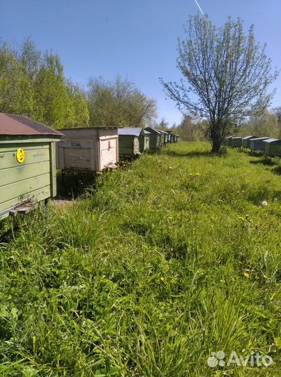 Пчелосемьи и пчелопакеты