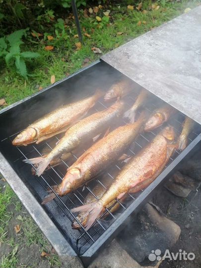 Омуль, Сиг, Хариус, Муксун, Голец