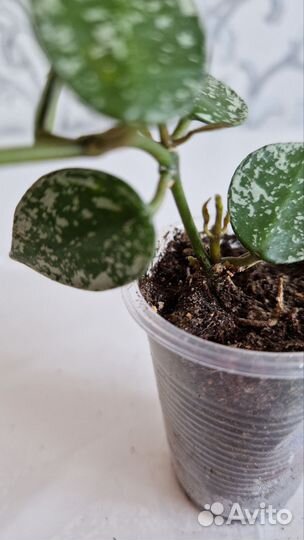 Хойя лакуноза эскимо