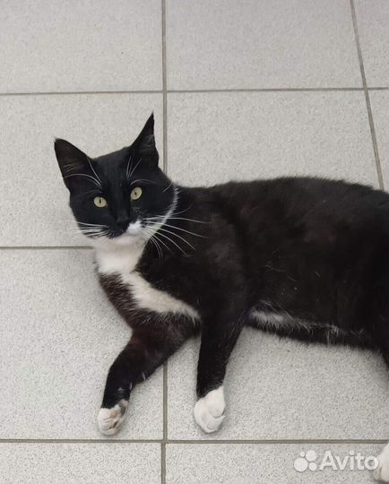 Коты в добрые руки