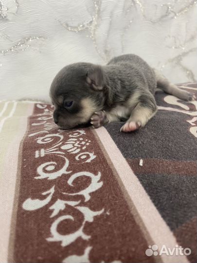 Щенки чихуахуа