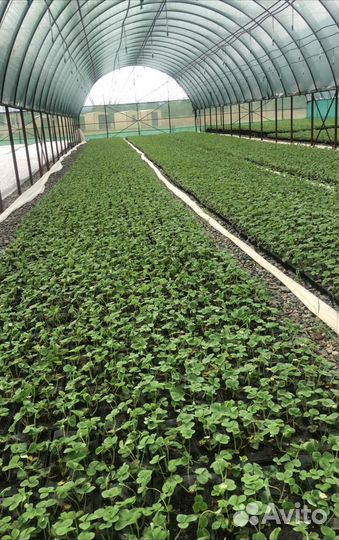 Саженцы клубники (земляники садовой)