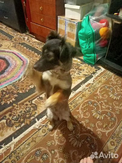 Собака в добрые руки