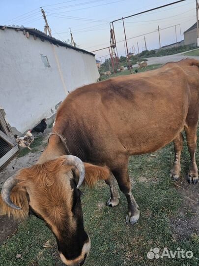 Корова дойная