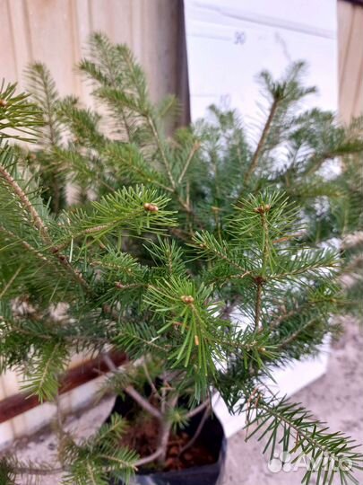 Саженцы ель, кедр, пихта