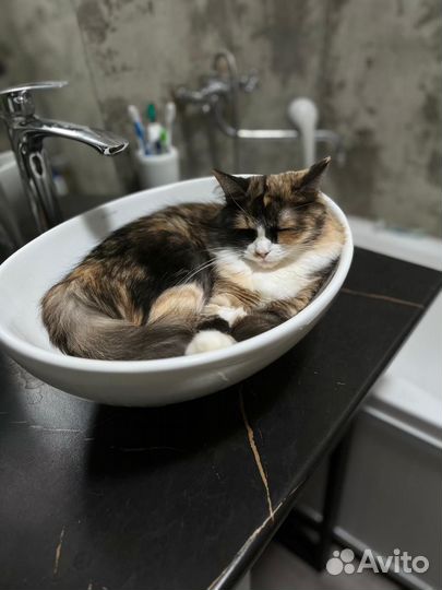 Кошка бронь до субботы