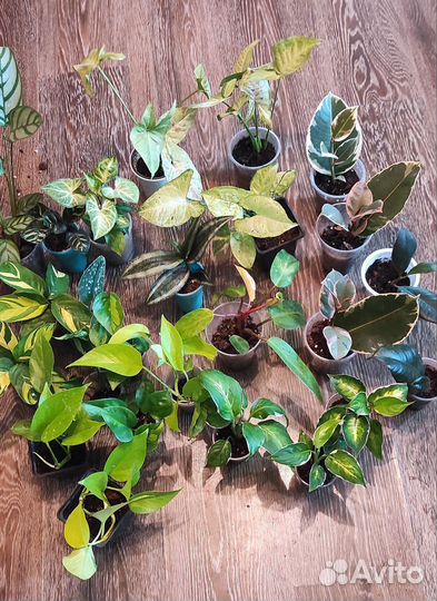 Комнатные цветы