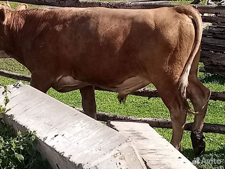 Продам быков