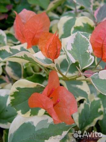 Бугенвиллея