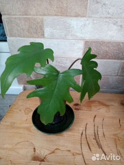 Филодендроны