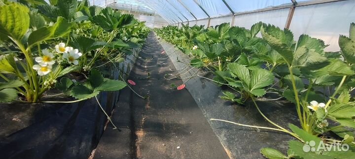 Рассада клубники