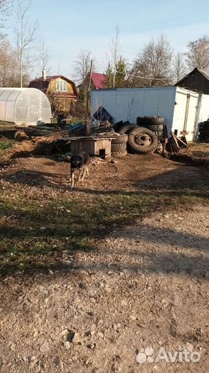 Собака в добрые руки отдам бесплатно