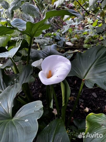 Белые каллы