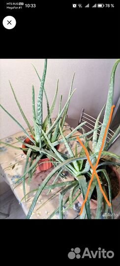 Алоэ вера лечебный