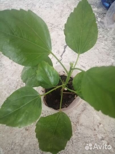 Гибискус сортовой