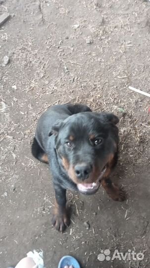 Собака ротвейлер продам
