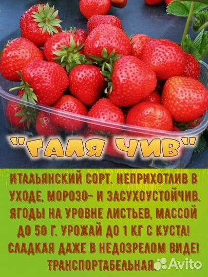 Клубника