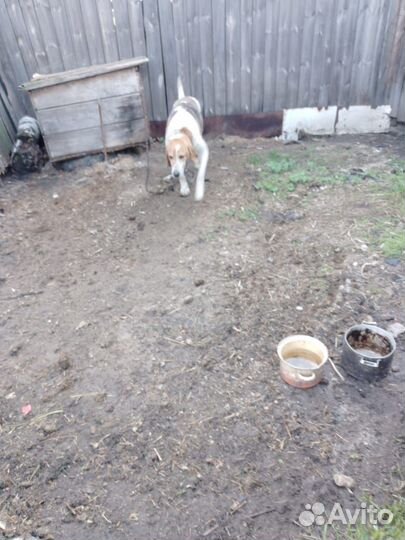 Отдам охотничью собаку