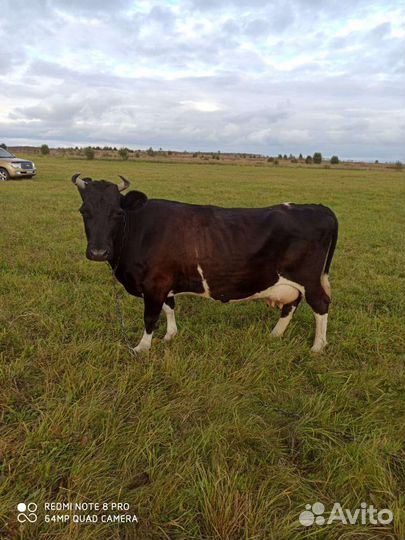 Молочная корова