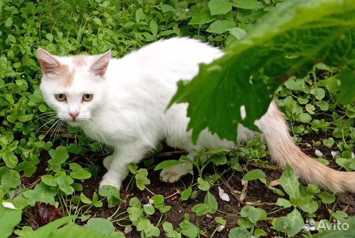 Белый шотландский котик с рыжим хвостом