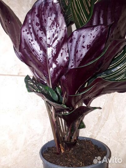 Калатея Сандериана