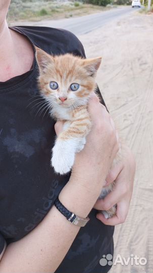 Рыжий котенок мальчик