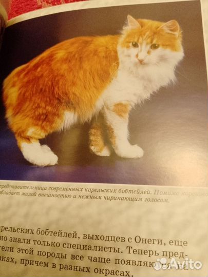 Книга Аборигенные кошки России. О.Миронова