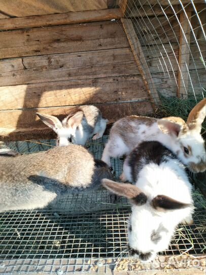 Кролики мясных пород