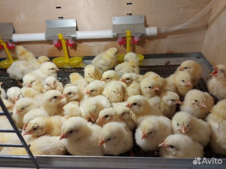Цыплята Бройлеры. Несушки
