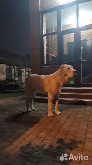 Собака в добрые руки отдам бесплатно