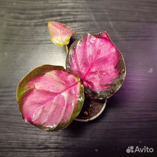 Калатеи разные сорта