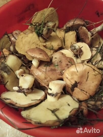 Лесные грибы зеленуха, маслята, белый