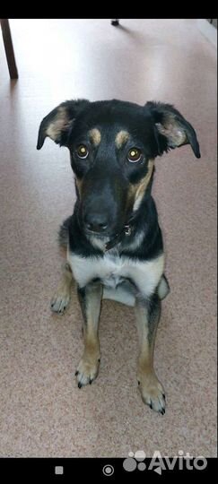 Овчарка метис