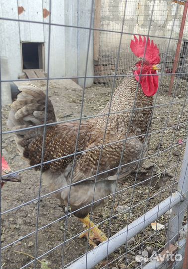 Петух доминант