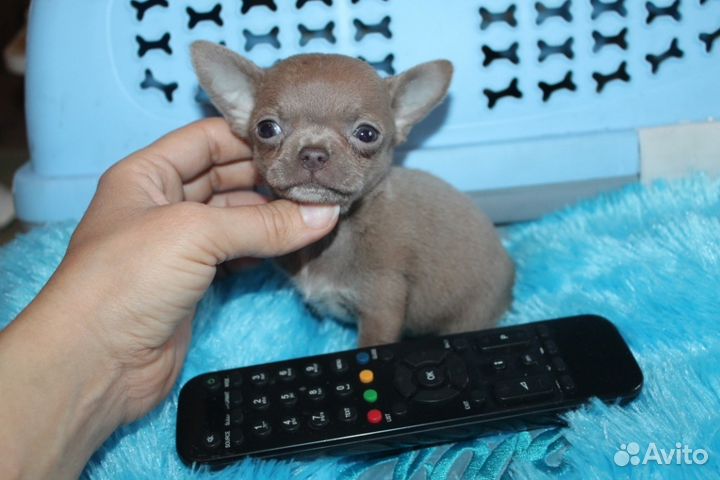 Чихуахуа щенки под резерв и в наличии