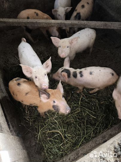 Поросята породы дюрок, ландрас