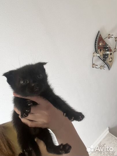 Кошка в дар