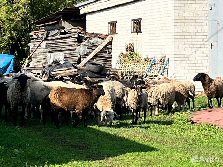 Продам ярок