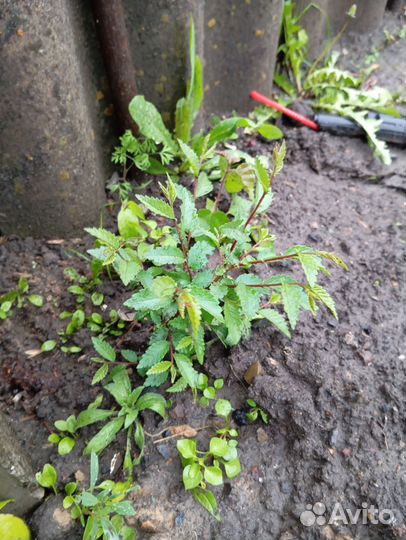 Вяз мелколистный