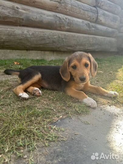 Щенки русской гончей