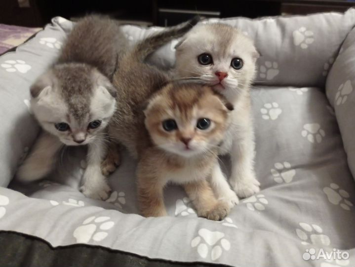 Шотландские котята
