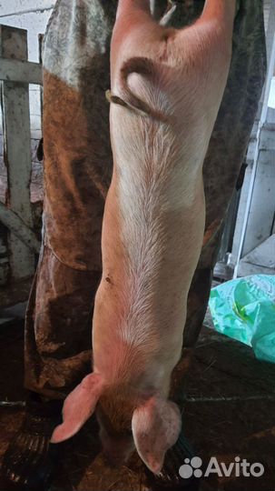 Поросенок ландрас