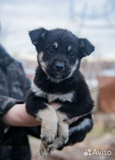 Щенок от небольшой собачки в добрые руки
